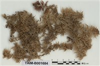 藏品(疣泥炭苔)的圖片